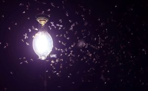 Serangga Suka Dengan Cahaya