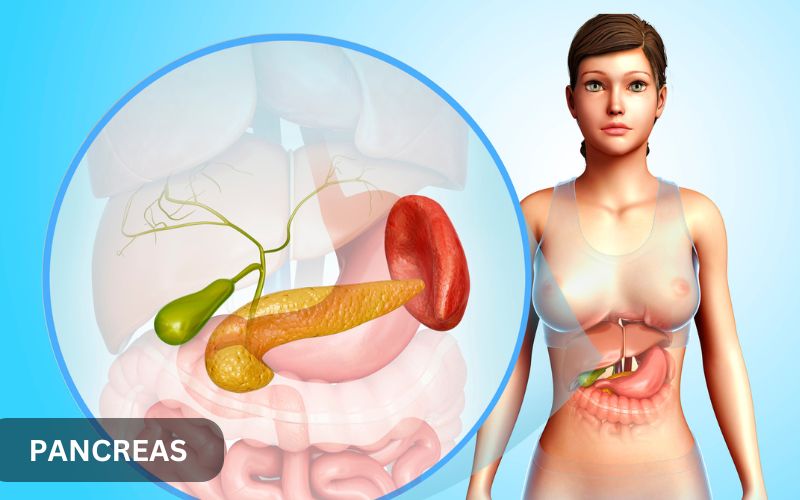 7 Hal yang Harus Dihindari agar Pankreas Tidak Terbebani