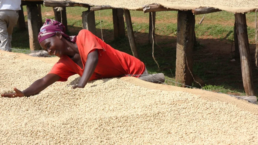 bonga-jejak-kopi-arabika-dan-keindahan-alam-tersembunyi-ethiopia